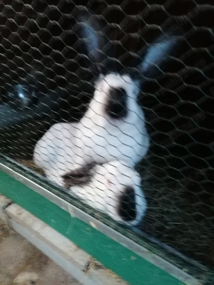 Uriaș de Transilvania 