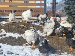 Cocoși Disponibili!!!
