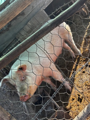 Vand porc.    - imagine 4