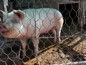 Vand porc.    - imagine 3