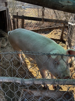 Vand porc.    - imagine 2