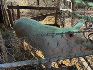 Vand porc.    - imagine 5