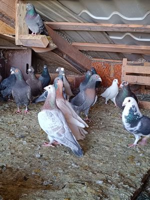 Porumbei culori rare 