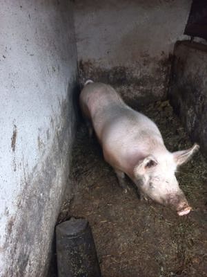 Vand porc marele alb - imagine 4