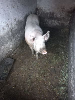Vand porc marele alb - imagine 3