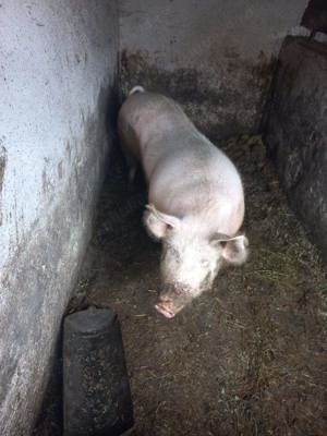 Vand porc marele alb - imagine 2