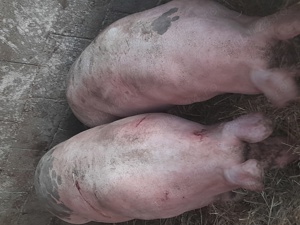 porci  130 140 kg 