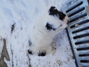 catel bichon maltez