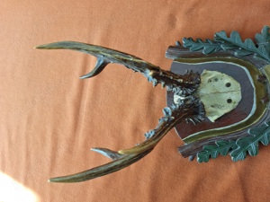 Vând - Vechi trofeu vanatoresc   panoplie caprior 1958 - imagine 4