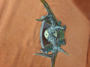 Vând - Vechi trofeu vanatoresc   panoplie caprior 1958 - imagine 5