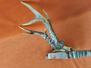 Vând - Vechi trofeu vanatoresc   panoplie caprior 1958