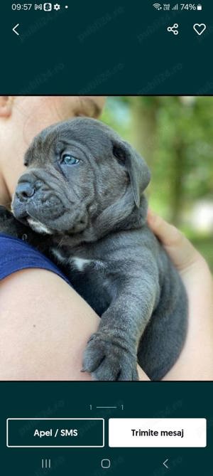 cane corso de vânzare