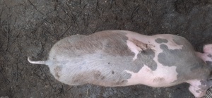 De vanzare grasuni varsta 6 luni