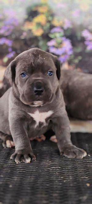 cane corso de vânzare