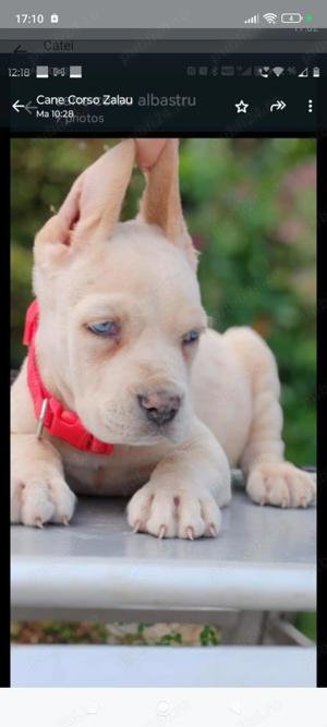cane corso de vânzare - imagine 5