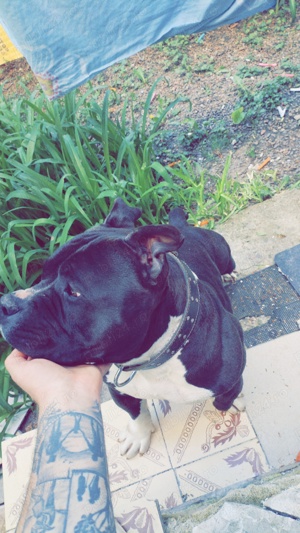 Vând american bully - imagine 2