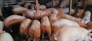 porci de vănzare și purcei