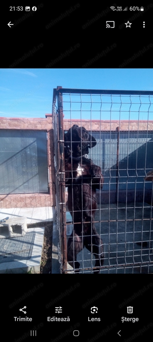 Vand mastif italian cane corso femela - imagine 2