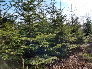 Brazi de vanzare 100 lei  buc, langa Ploiesti