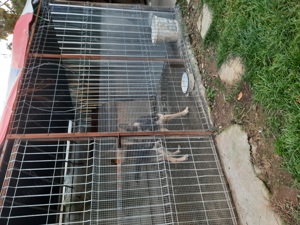 Vand ciobanesc german femela - imagine 2