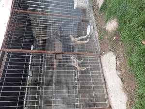 Vand ciobanesc german femela - imagine 4