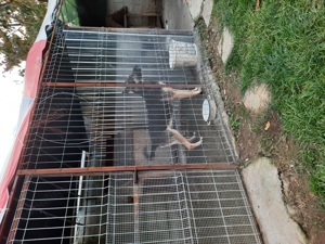 Vand ciobanesc german femela - imagine 3