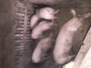 vand porci crescuti natural se pot arvuni pentru paste 