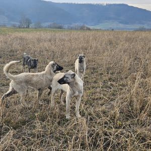 Disponibil catei kangal - imagine 3