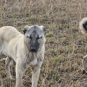 Disponibil catei kangal - imagine 4