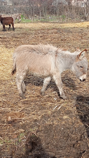 Vând un măgăruș de 8 luni  - imagine 4 Vând un măgăruș de 8 luni  - imagine 4