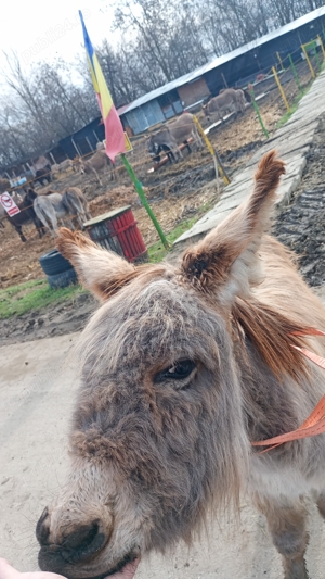 Vând un măgăruș de 8 luni  - imagine 2 Vând un măgăruș de 8 luni  - imagine 2