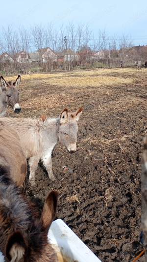 Vând un măgăruș de 8 luni  - imagine 3 Vând un măgăruș de 8 luni  - imagine 3