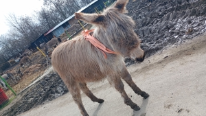 Vând un măgăruș de 8 luni 