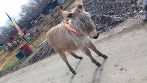 Vând un măgăruș de 8 luni  - imagine 5 Vând un măgăruș de 8 luni  - imagine 5