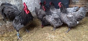 ouă pentru incubat-Australorp albastru - imagine 5