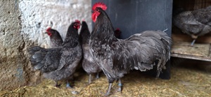 ouă pentru incubat-Australorp albastru - imagine 4