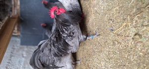 ouă pentru incubat-Australorp albastru - imagine 3