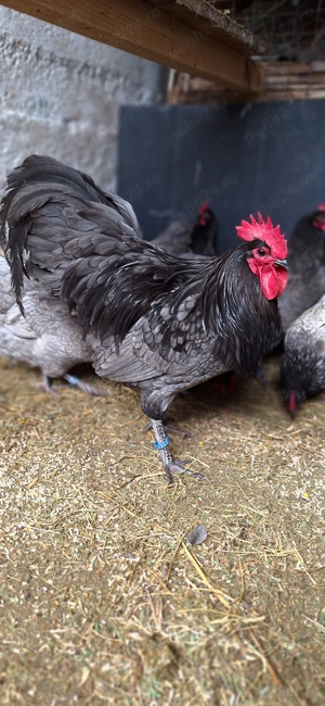 ouă pentru incubat-Australorp albastru - imagine 2