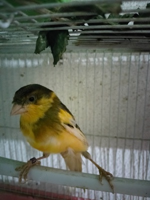 Femele Canar de cântec Continu Timbrado Espanyol  - imagine 5 Femele Canar de cântec Continu Timbrado Espanyol  - imagine 5