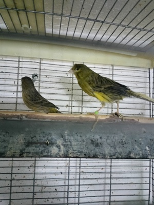 Femele Canar de cântec Continu Timbrado Espanyol  - imagine 4 Femele Canar de cântec Continu Timbrado Espanyol  - imagine 4