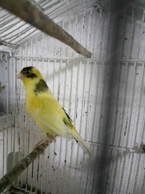 Femele Canar de cântec Continu Timbrado Espanyol 