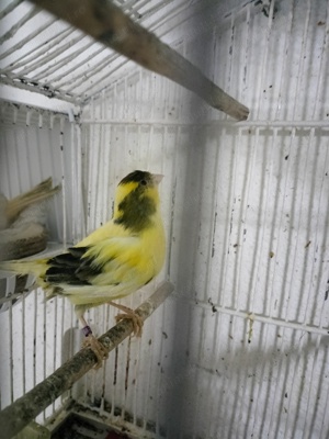 Femele Canar de cântec Continu Timbrado Espanyol  - imagine 3 Femele Canar de cântec Continu Timbrado Espanyol  - imagine 3