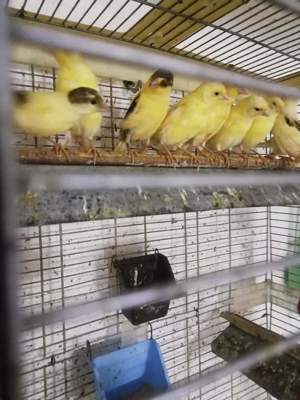 Femele Canar de cântec Continu Timbrado Espanyol  - imagine 2 Femele Canar de cântec Continu Timbrado Espanyol  - imagine 2