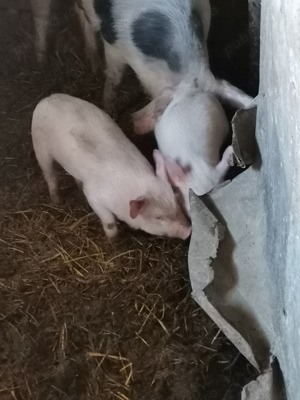 Purcei de vanzare 