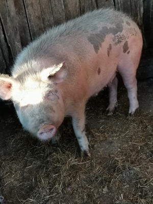 Porc de vânzare 