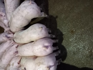 Purcei de rasa - imagine 3