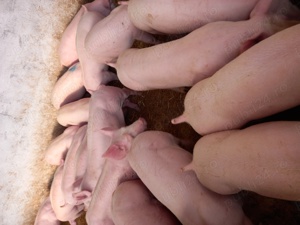 Purcei si porci 