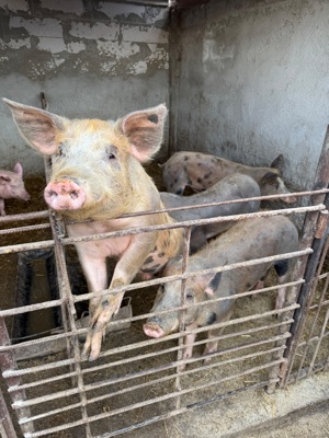 Porci   purcei crescuți în gospodărie 