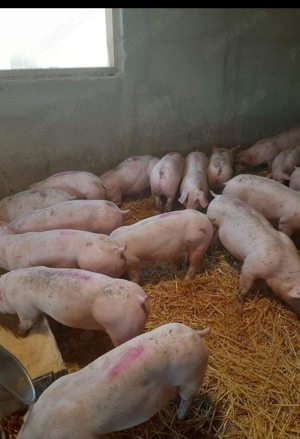 vand grasuni de carne 