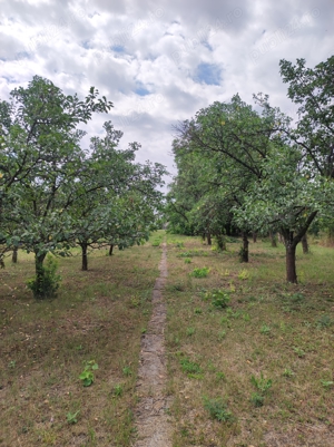 Vând casă în Ungaria 2 km de vama (Salonta) 4200 mp teren - imagine 5